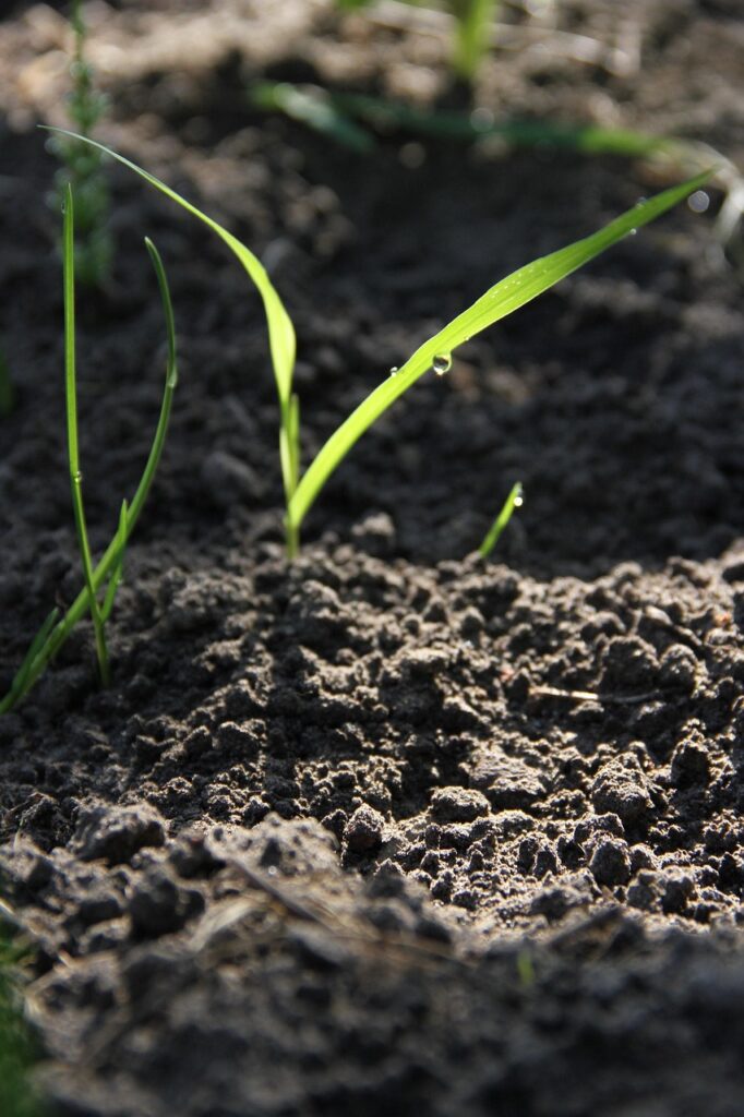pumpkin, vegetable garden, plant, blurred background, land, nature, landing, iphone wallpaper