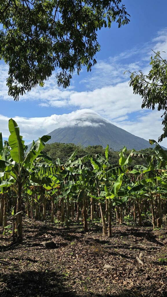 Lush banana plantation with majestic volcano under a clear blue sky.